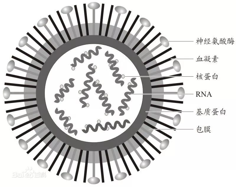 「抗流感藥」的專利保護(hù)與強(qiáng)制許可