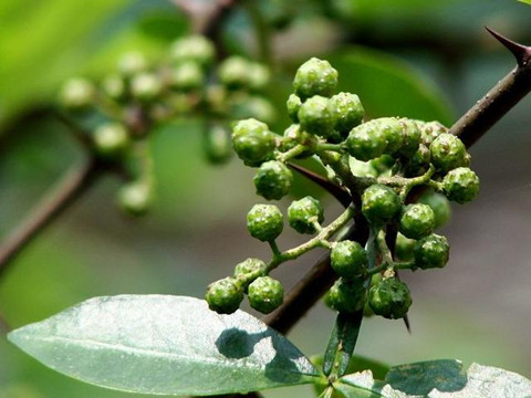 “青花椒”注冊在餐飲服務(wù)上究竟缺顯嗎？