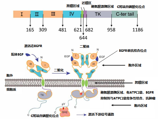 價(jià)值140億元的化合物專利規(guī)避，阿斯利康哭了（研發(fā)和IP必讀，專利規(guī)避這一篇就夠了）