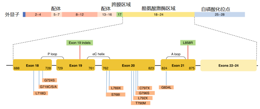 價(jià)值140億元的化合物專利規(guī)避，阿斯利康哭了（研發(fā)和IP必讀，專利規(guī)避這一篇就夠了）